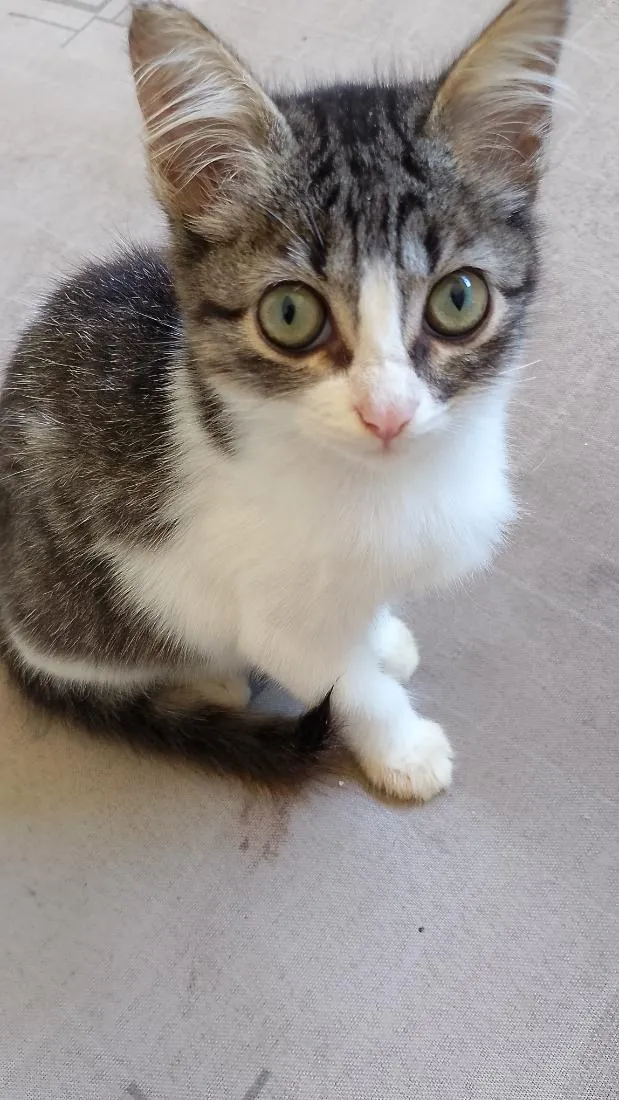 Gato raça SRD-ViraLata idade 2 a 6 meses nome Bibi