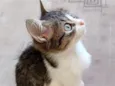 Bibi