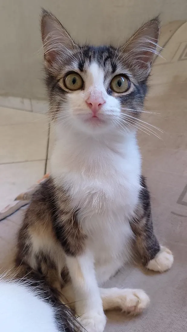 Gato raça SRD-ViraLata idade 2 a 6 meses nome Mia
