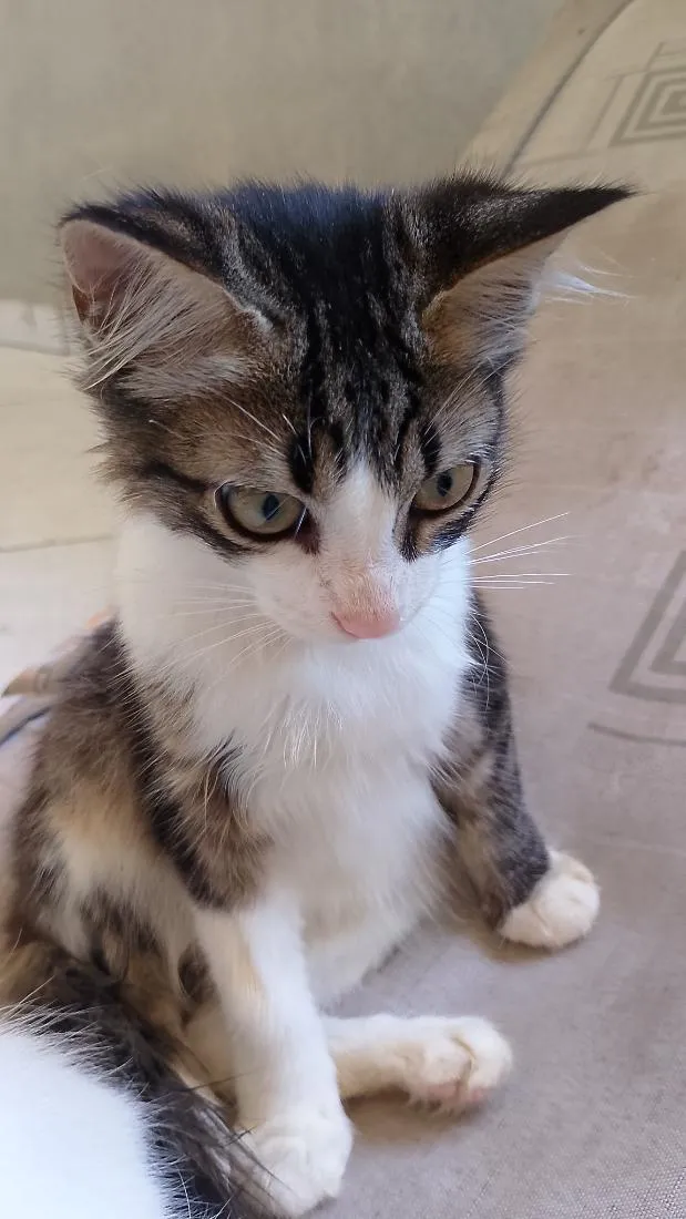 Gato raça SRD-ViraLata idade 2 a 6 meses nome Mia
