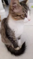 Nini