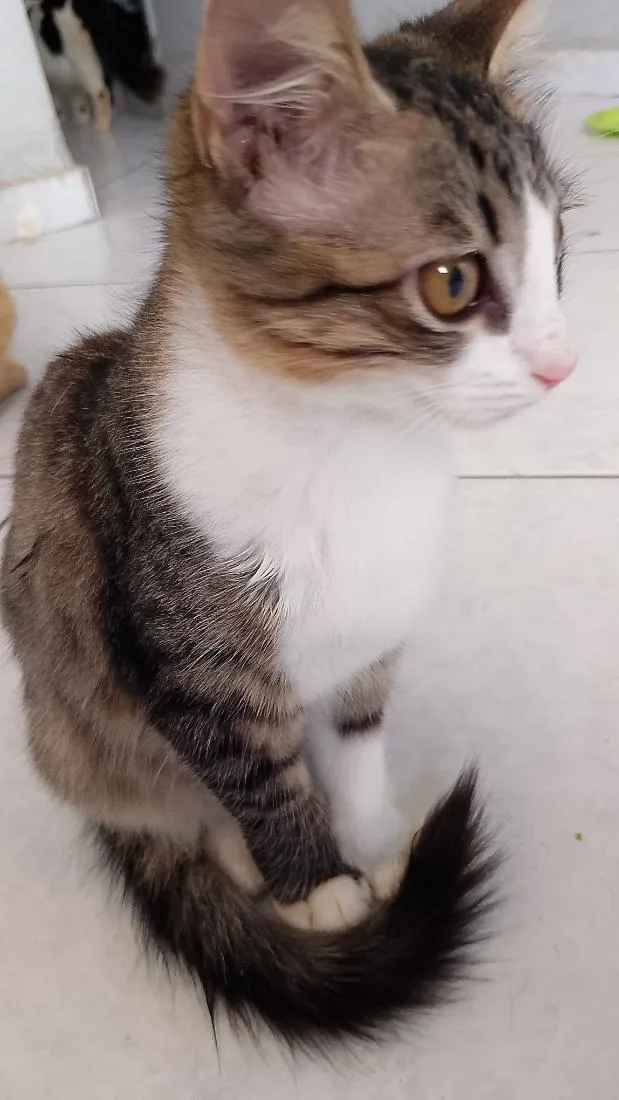 Gato raça SRD-ViraLata idade 2 a 6 meses nome Nini