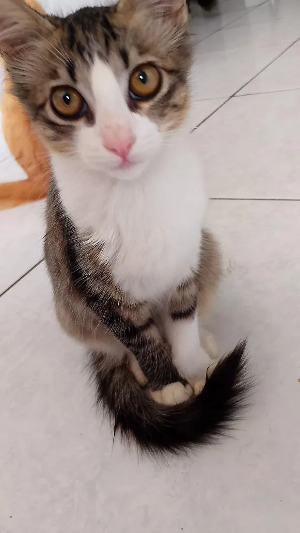 Gato raça SRD-ViraLata idade 2 a 6 meses nome Nini