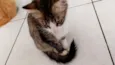 Nini