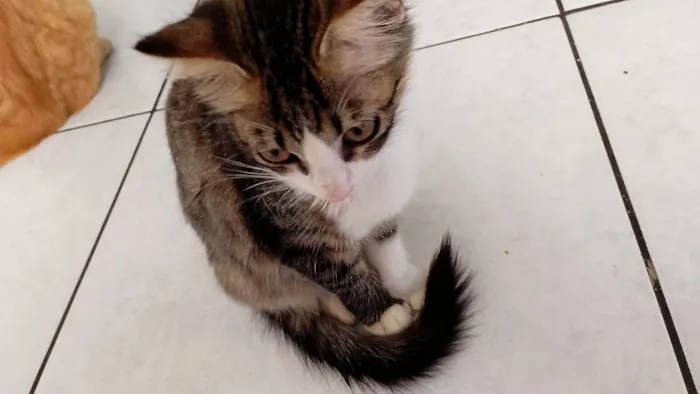 Gato raça SRD-ViraLata idade 2 a 6 meses nome Nini
