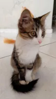 Nini