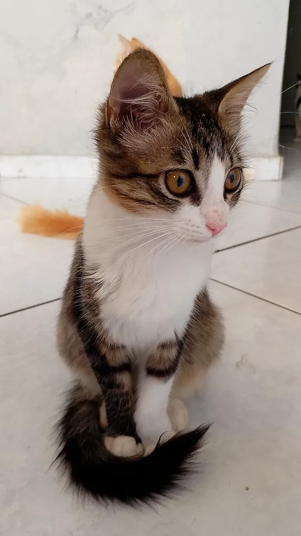 Gato raça SRD-ViraLata idade 2 a 6 meses nome Nini
