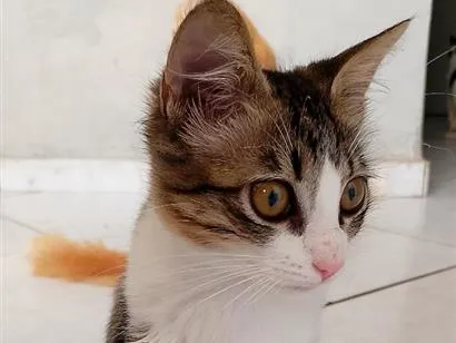 Gato raça SRD-ViraLata idade 2 a 6 meses nome Nini