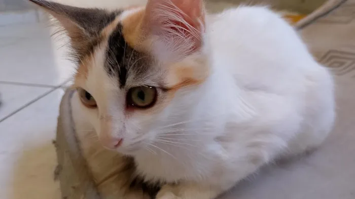 Gato raça SRD-ViraLata idade 2 a 6 meses nome Luna