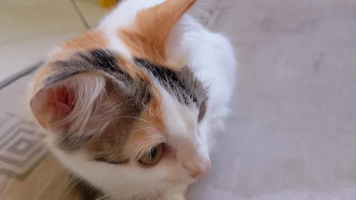 Gato raça SRD-ViraLata idade 2 a 6 meses nome Luna