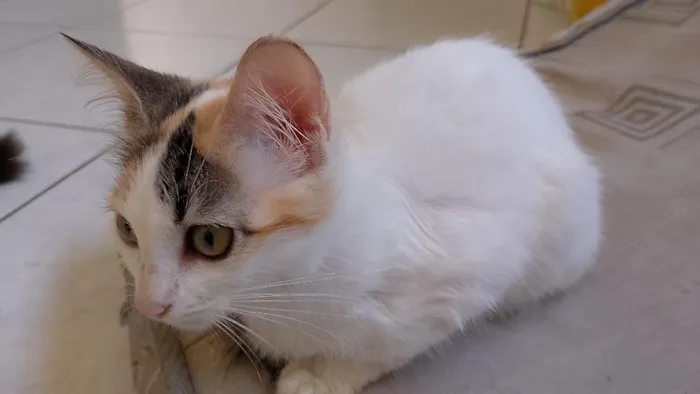 Gato raça SRD-ViraLata idade 2 a 6 meses nome Luna