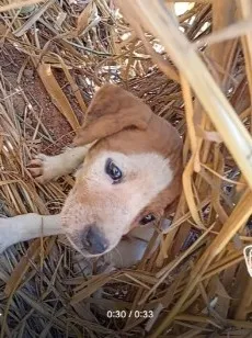 Cachorro raça SRD-ViraLata idade Abaixo de 2 meses nome sem nome e cão de rua 