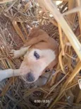 sem nome e cão de rua