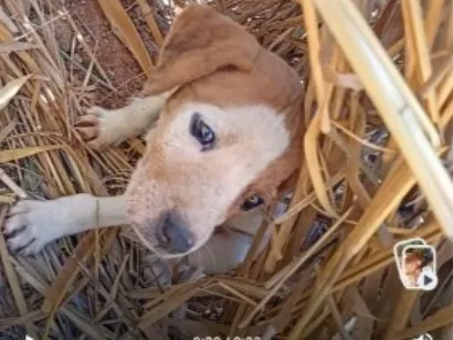 Cachorro raça SRD-ViraLata idade Abaixo de 2 meses nome sem nome e cão de rua 