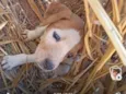 sem nome e cão de rua