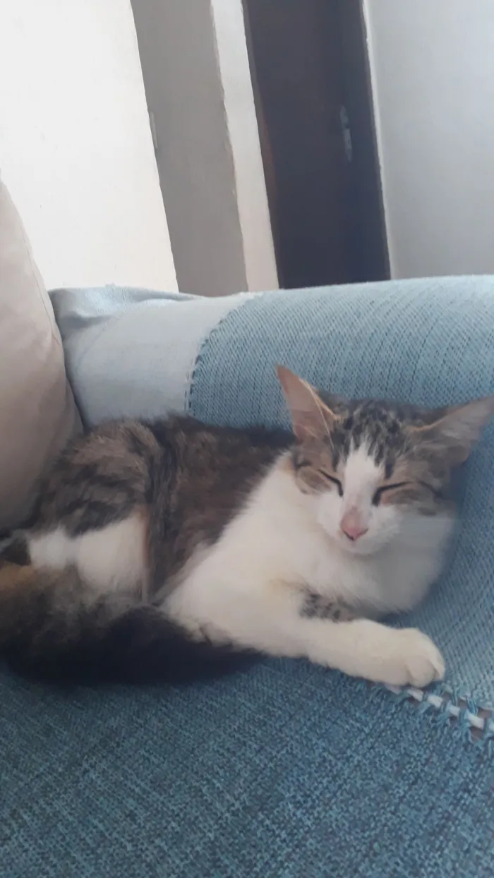 Gato raça Sphynx idade 2 a 6 meses nome Miguel