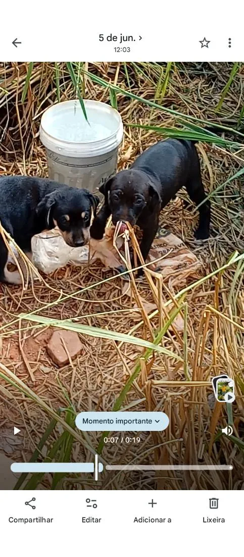 Cachorro raça SRD-ViraLata idade 2 a 6 meses nome filhotes