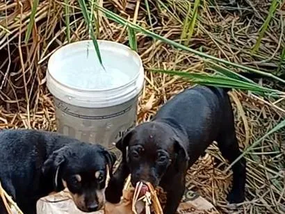 Cachorro raça SRD-ViraLata idade 2 a 6 meses nome filhotes