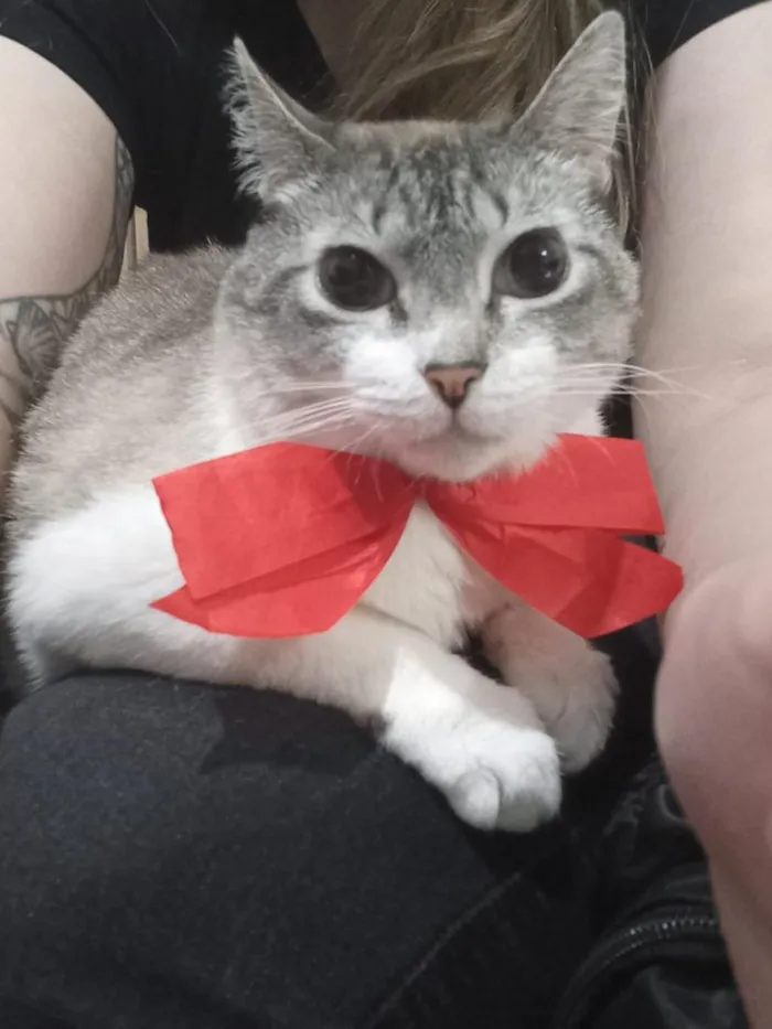 Gato raça SRD-ViraLata idade 4 anos nome apelidamos ele de Sushi