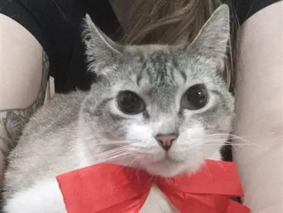 Gato raça SRD-ViraLata idade 4 anos nome apelidamos ele de Sushi