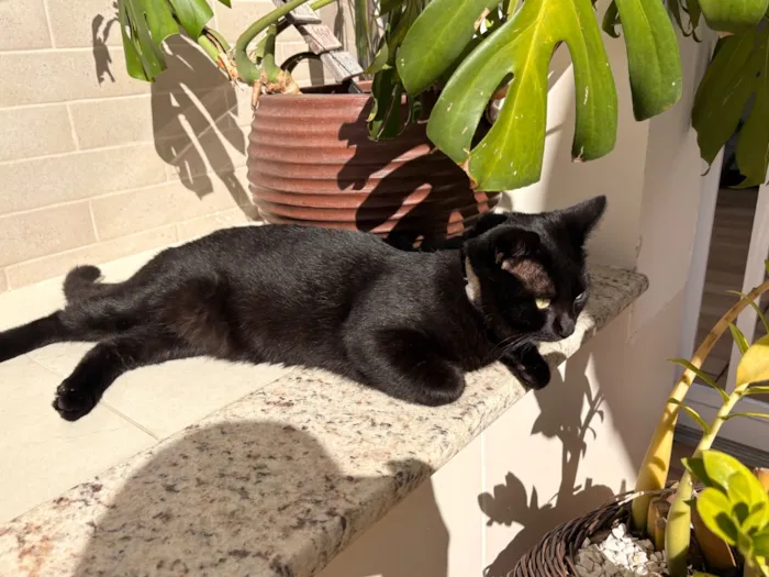 Gato raça SRD-ViraLata idade 2 a 6 meses nome Bocare