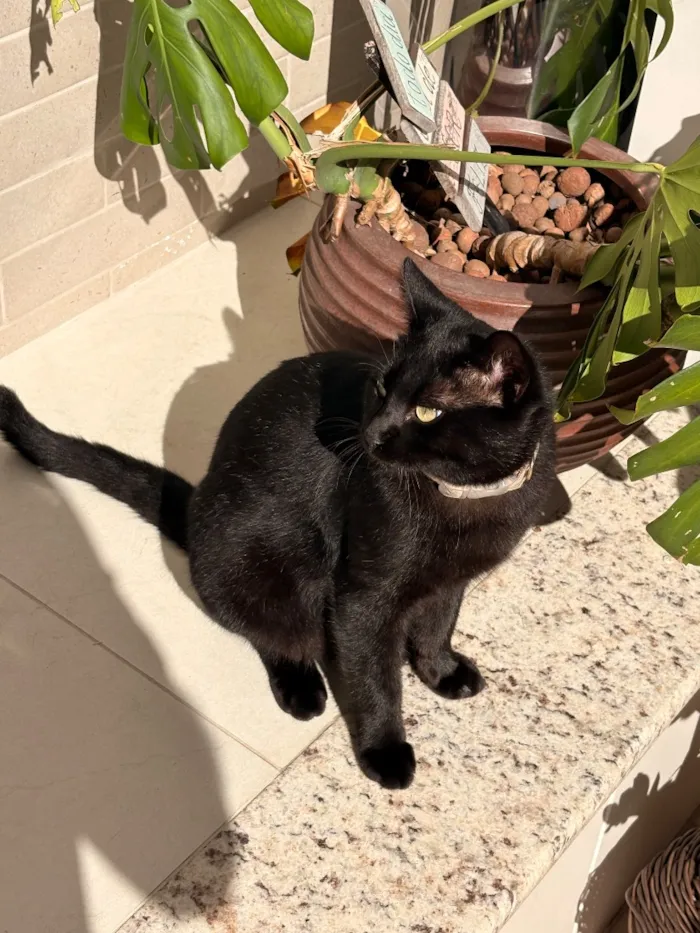 Gato raça SRD-ViraLata idade 2 a 6 meses nome Bocare