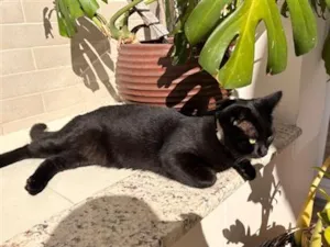 Gato raça SRD-ViraLata idade 2 a 6 meses nome Bocare