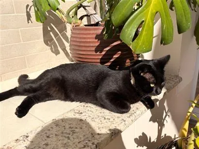 Gato raça SRD-ViraLata idade 2 a 6 meses nome Bocare