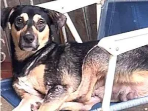 Cachorro raça SRD-ViraLata idade 7 a 11 meses nome TOBE