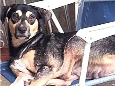 Cachorro raça SRD-ViraLata idade 7 a 11 meses nome TOBE