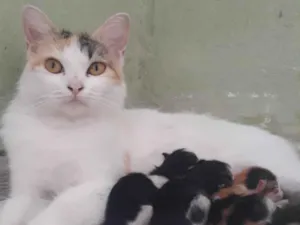 Gato raça Sphynx idade 1 ano nome Mel