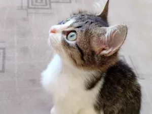 Gato raça SRD-ViraLata idade 2 a 6 meses nome Bibi