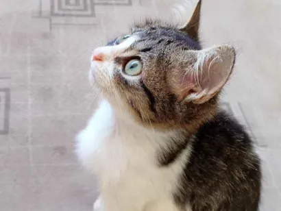 Gato raça SRD-ViraLata idade 2 a 6 meses nome Bibi