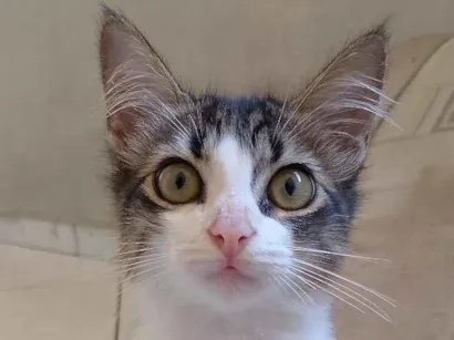 Gato raça SRD-ViraLata idade 2 a 6 meses nome Mia