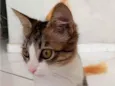 Nini