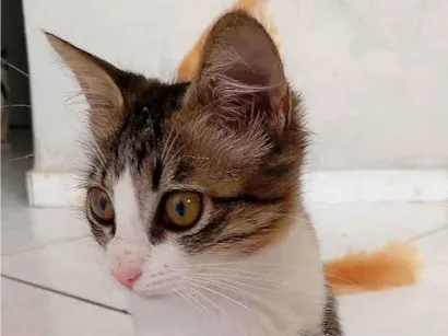 Gato raça SRD-ViraLata idade 2 a 6 meses nome Nini