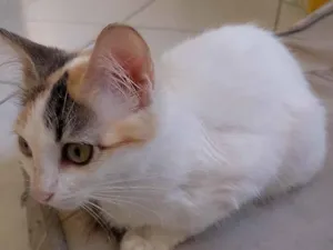 Gato raça SRD-ViraLata idade 2 a 6 meses nome Luna