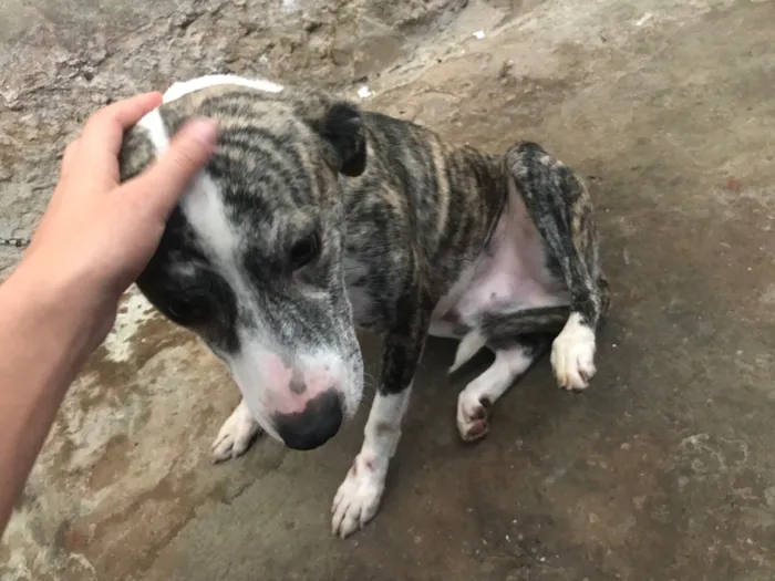 Cachorro raça SRD-ViraLata idade 1 ano nome Embaixado