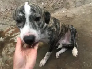 Cachorro raça SRD-ViraLata idade 1 ano nome Embaixado