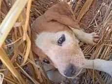 Cachorro raça SRD-ViraLata idade Abaixo de 2 meses nome sem nome e cão de rua 