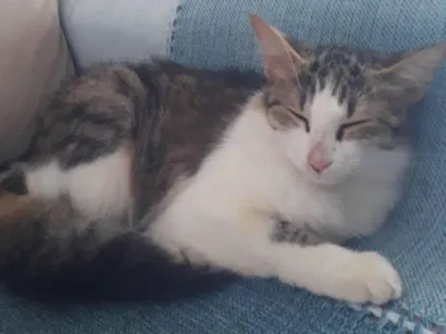 Gato raça Sphynx idade 2 a 6 meses nome Miguel