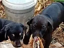 Cachorro raça SRD-ViraLata idade 2 a 6 meses nome filhotes