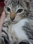 Paçoca 