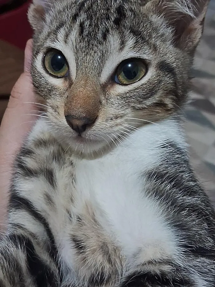 Gato raça SRD-ViraLata idade 2 a 6 meses nome Paçoca 
