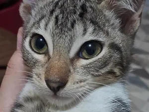 Gato raça SRD-ViraLata idade 2 a 6 meses nome Paçoca 