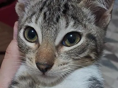 Gato raça SRD-ViraLata idade 2 a 6 meses nome Paçoca 