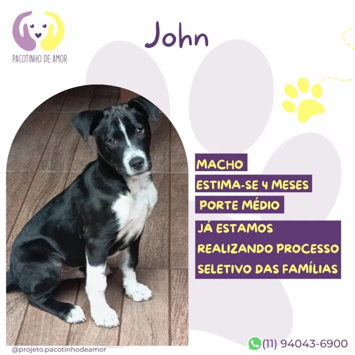 Cachorro raça SRD-ViraLata idade 2 a 6 meses nome John
