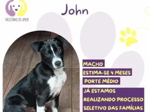 Cachorro raça SRD-ViraLata idade 2 a 6 meses nome John