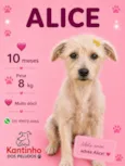 Alice
