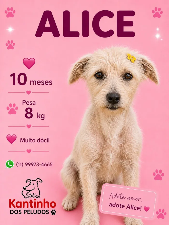 Cachorro raça SRD-ViraLata idade 7 a 11 meses nome Alice